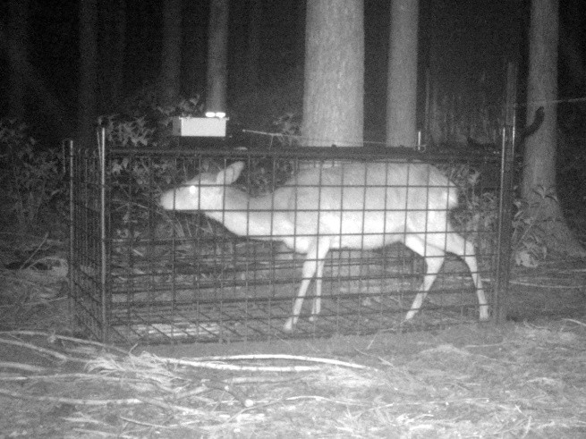 獣害対策捕獲用罠・檻 遠隔監視捕獲可能なICT機器｜正和商事株式会社