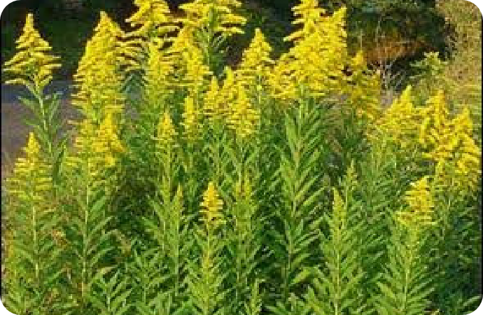 セイタカアワダチソウ