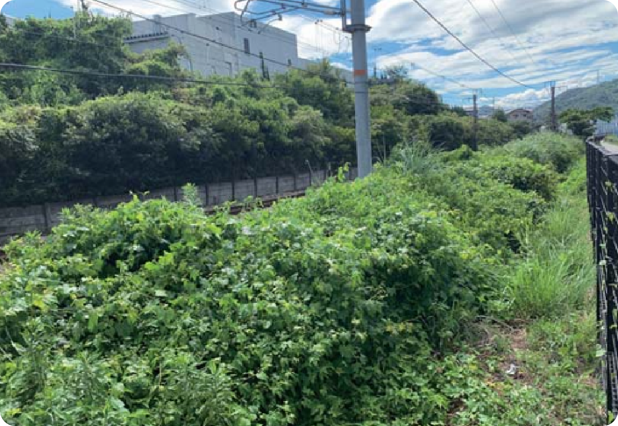 難防除雑草・雑灌木根絶