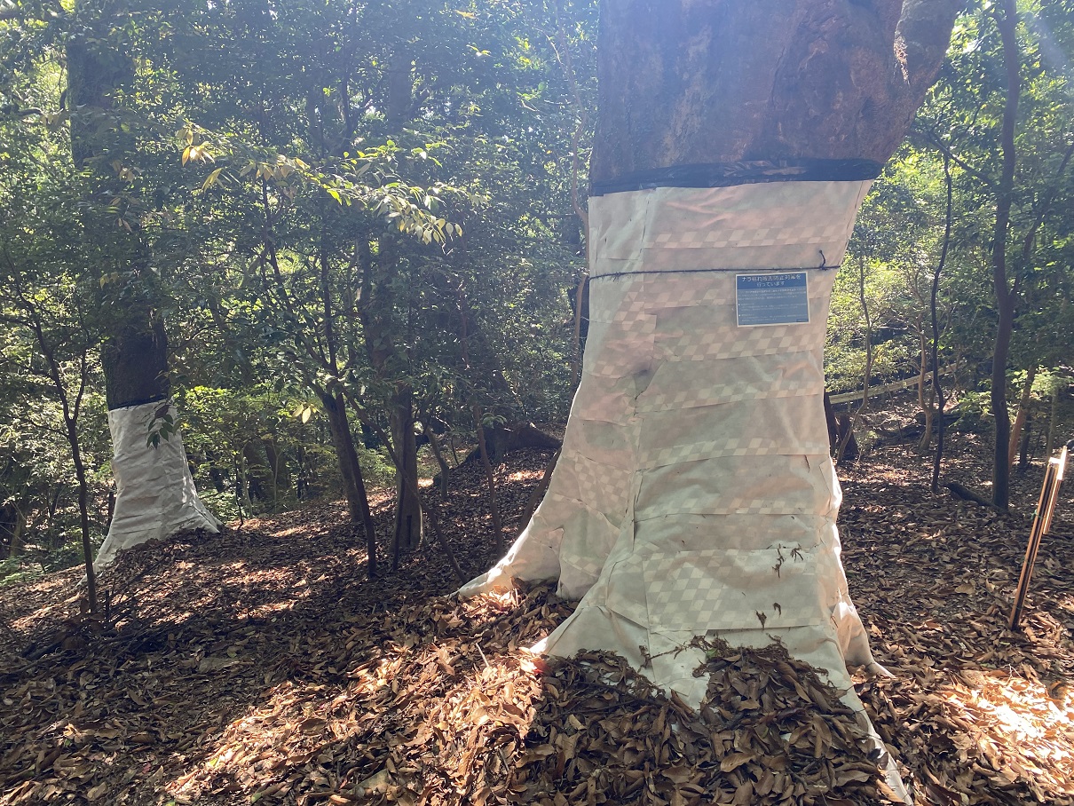 かしながホイホイ (物理的保護)