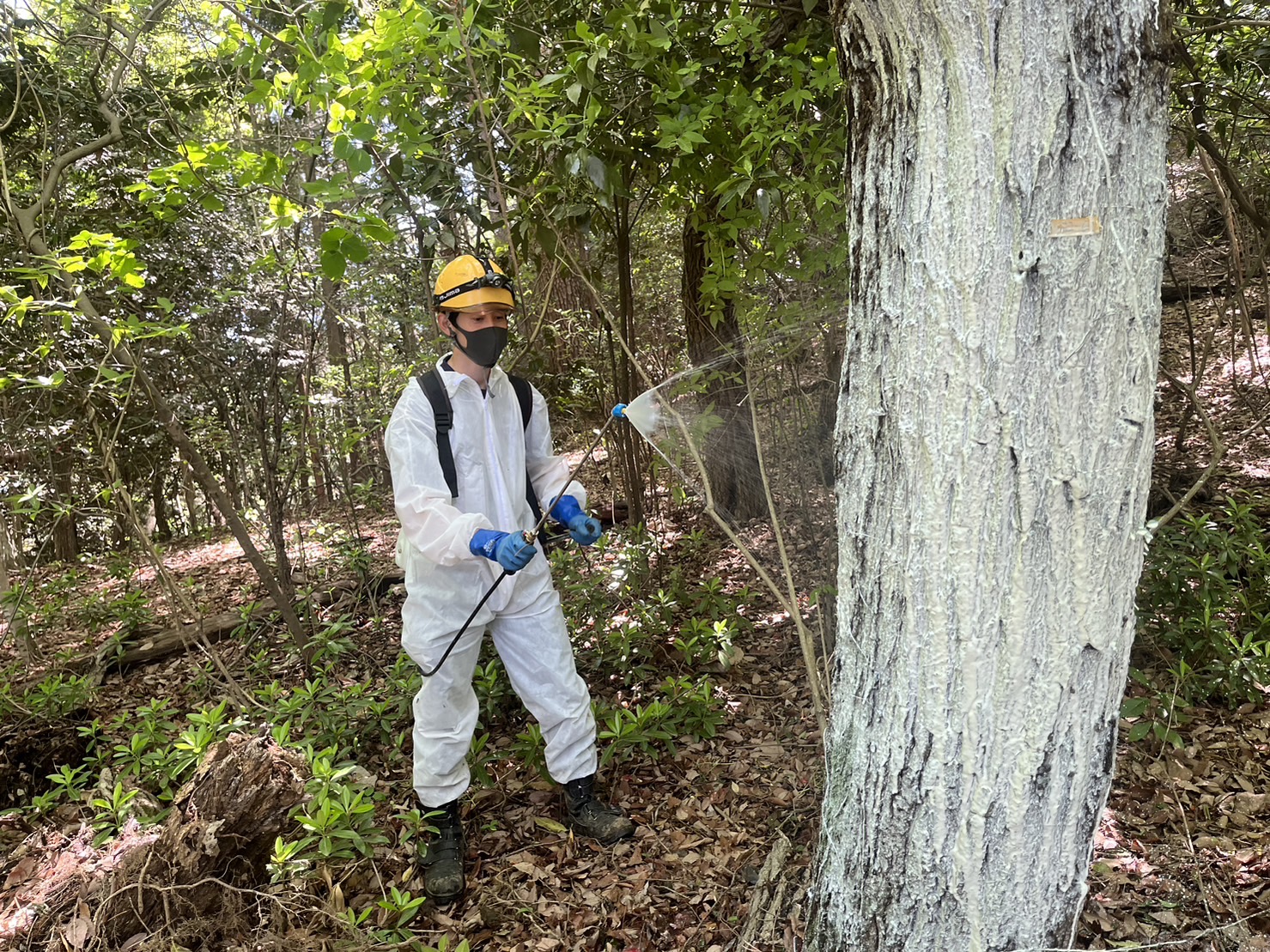 カシナガブロック (物理的保護)