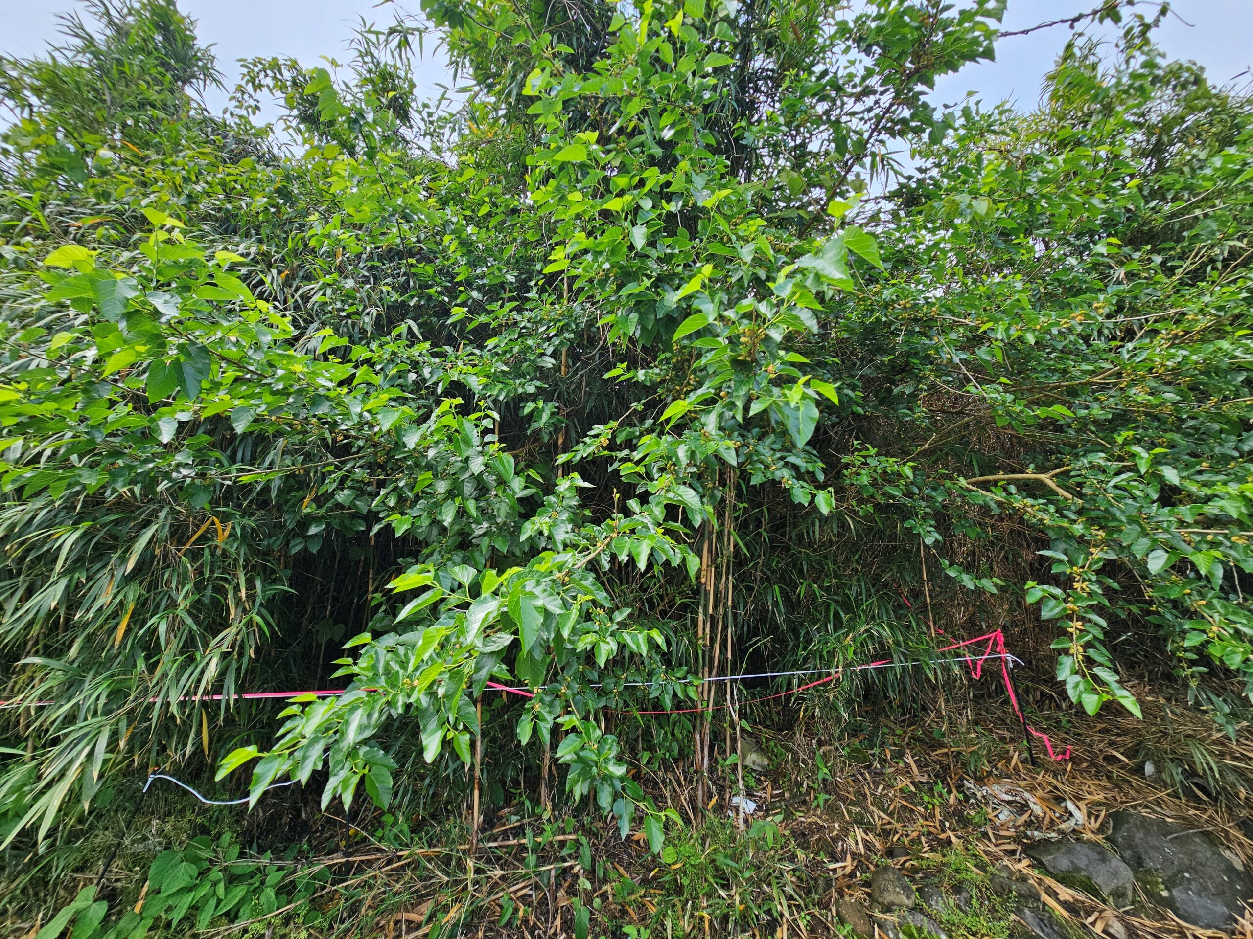 ササなどの雑草が繁茂している場所