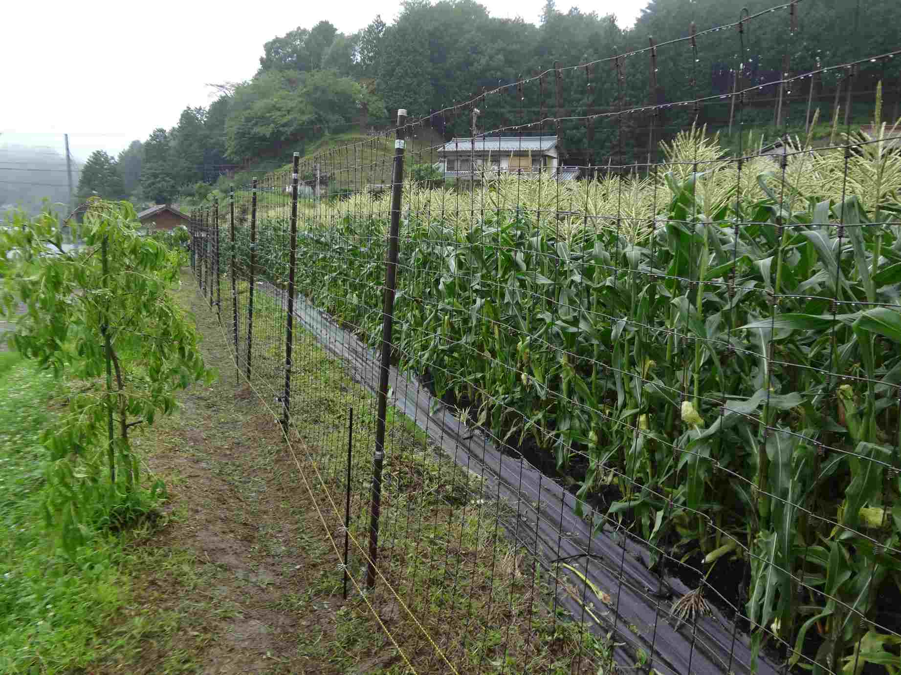 農地の鳥獣被害を簡単施工で防止