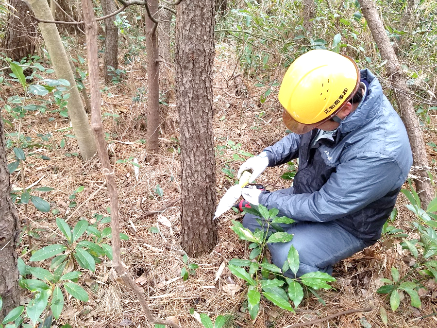 マツ・ナラ枯れ・クビアカ対策（薬剤）